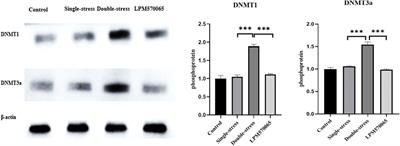 Epigenetic Mechanism of 5-HT/NE/DA Triple Reuptake Inhibitor on Adult Depression Susceptibility in Early Stress Mice